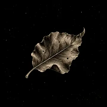 a small fallen leaf